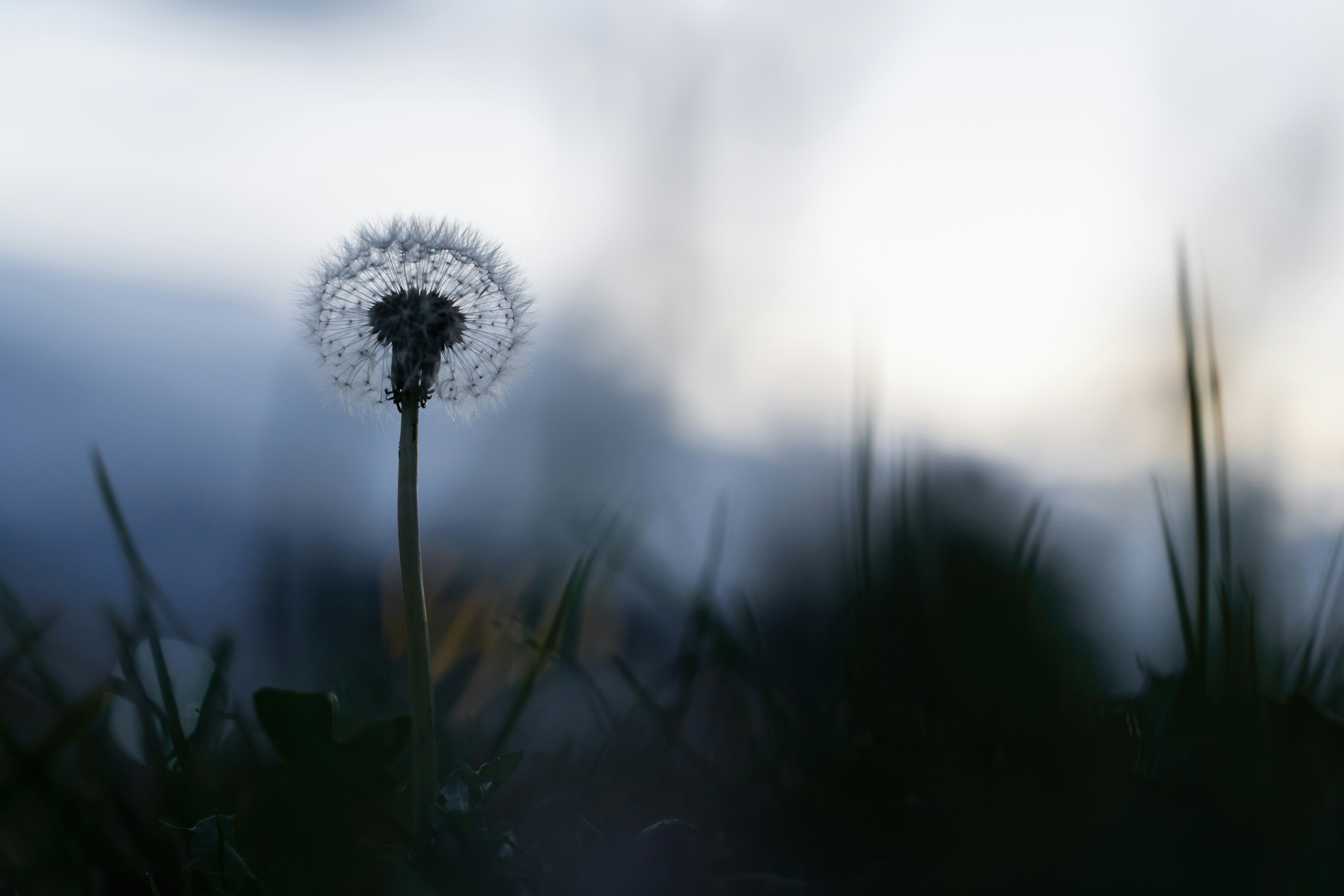 Pusteblume im Wind als Zeichen für Ruhe in der Mediation