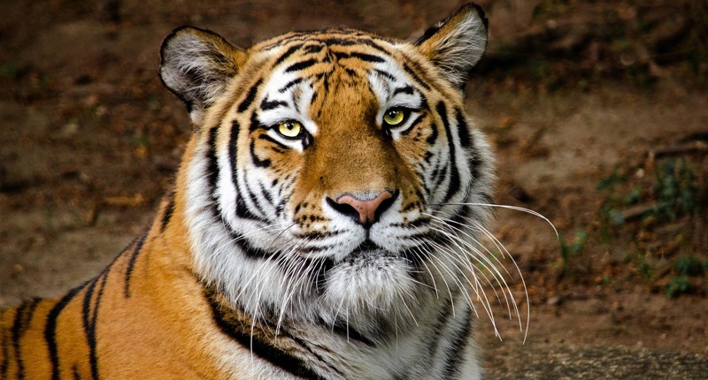 Vom Erstarren zur Lebendigkeit: Wie Somatic Experiencing Trauma im Körper löst