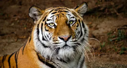 Vom Erstarren zur Lebendigkeit: Wie Somatic Experiencing Trauma im Körper löst