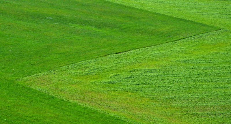 2026 08 Grüne Wiese