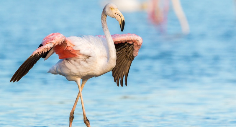 2026 08 Flamingo