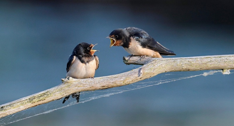 Die Bedeutung von Deeskalation – individuell und institutionell
