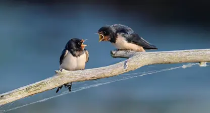 Die Bedeutung von Deeskalation – individuell und institutionell